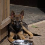 puppy-201181_960_720