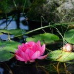 water-lily-1538588_960_720